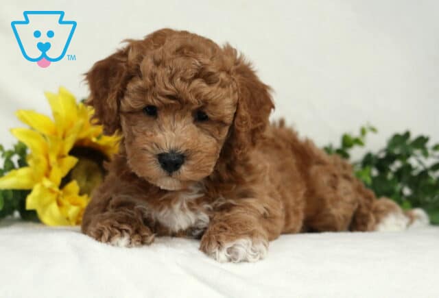 Bear Bichpoo image