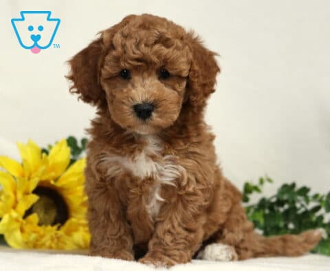 Bear Bichpoo2