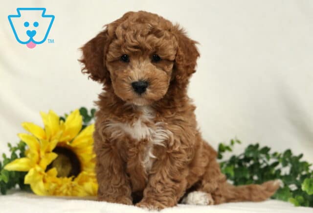Bear Bichpoo2 image