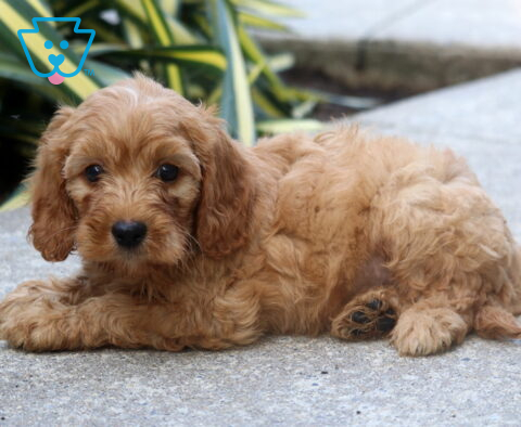Bear Cockapoo