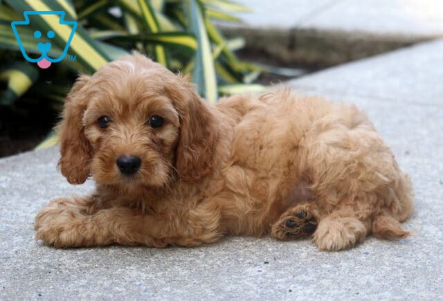 Bear Cockapoo image