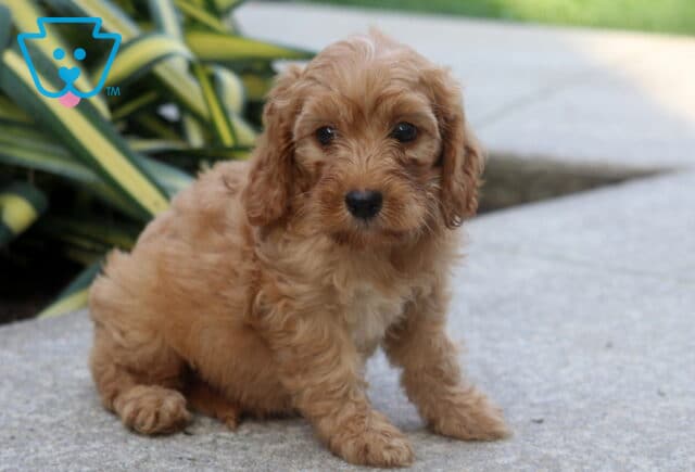 Bear Cockapoo2 image