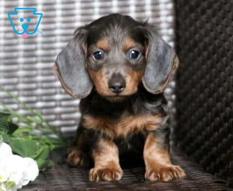 Bear Mini Dachshund