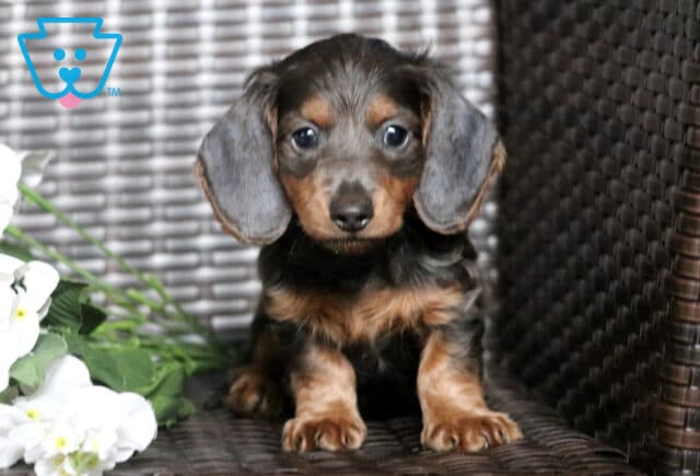 Bear Mini Dachshund image