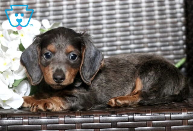 Bear Mini Dachshund2 image