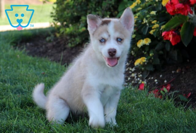 Bear Pomsky image