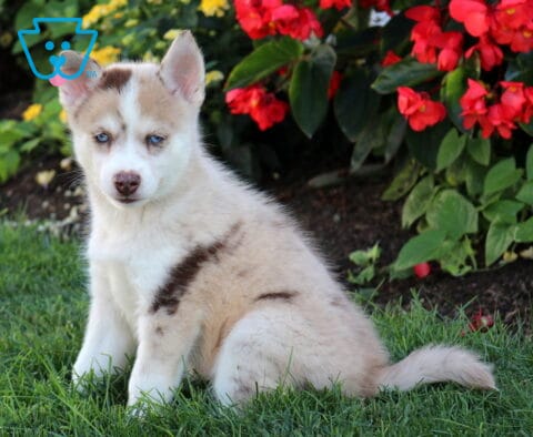 Bear Pomsky2