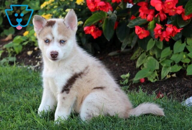 Bear Pomsky2 image