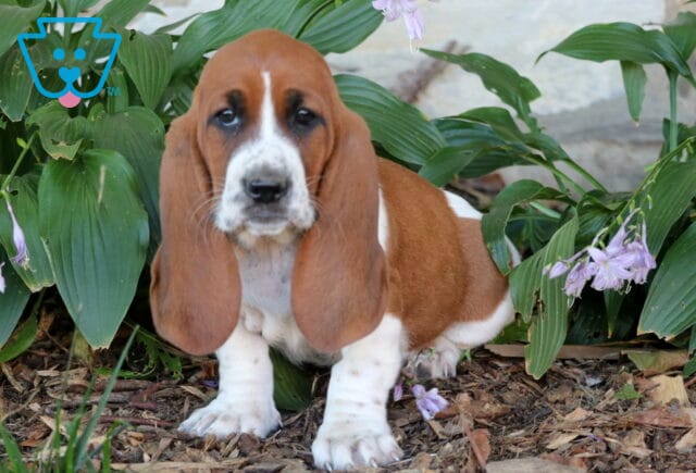 Bee Basset image