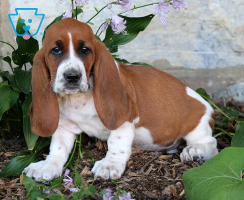 Bee Basset2