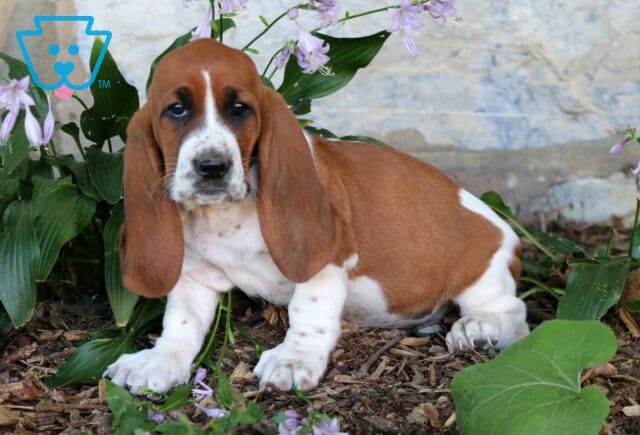 Bee Basset2 image