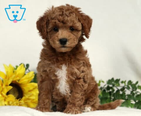 Bell Bichpoo