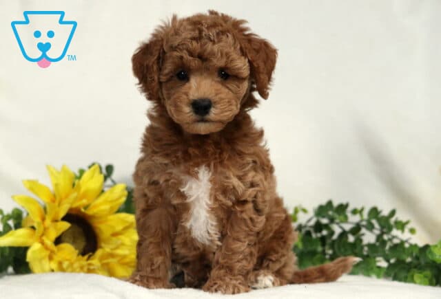 Bell Bichpoo image
