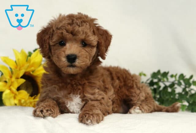 Bell Bichpoo2 image