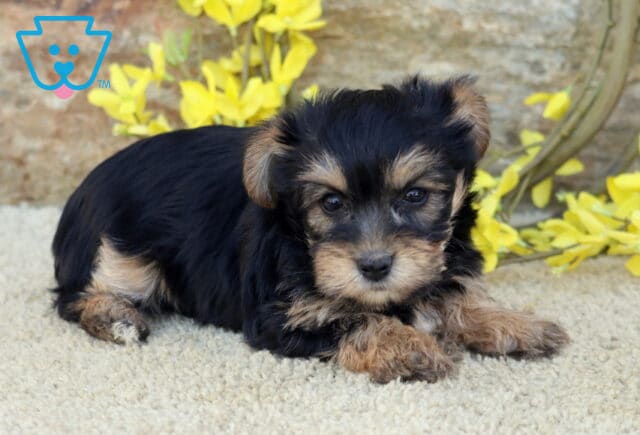Bell Yorkie image