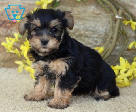 Bell Yorkie2