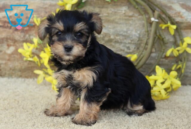 Bell Yorkie2 image