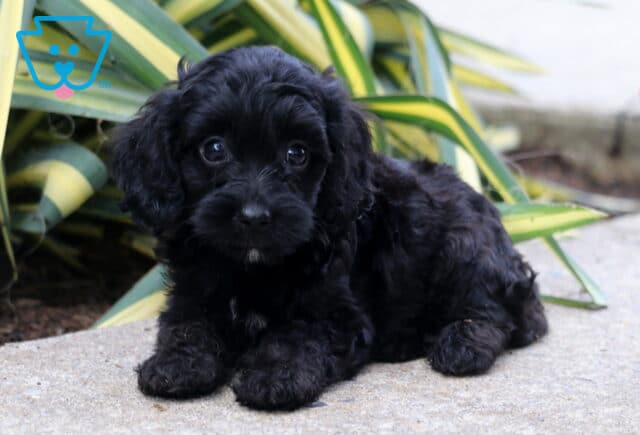 Bella Cockapoo image