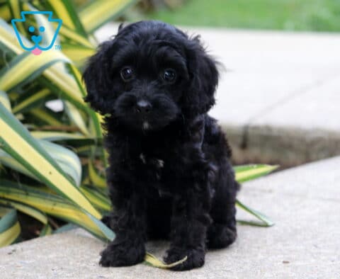 Bella Cockapoo2