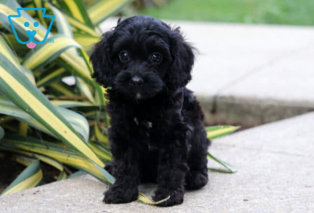 Bella Cockapoo2 image