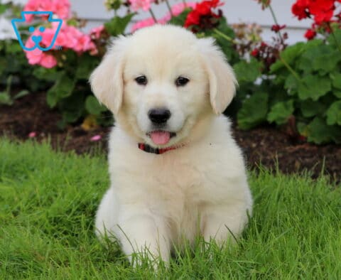 Bella English Cream Golden