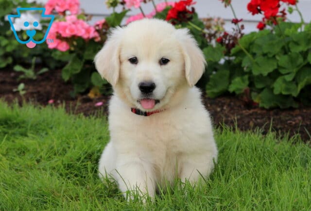 Bella English Cream Golden image