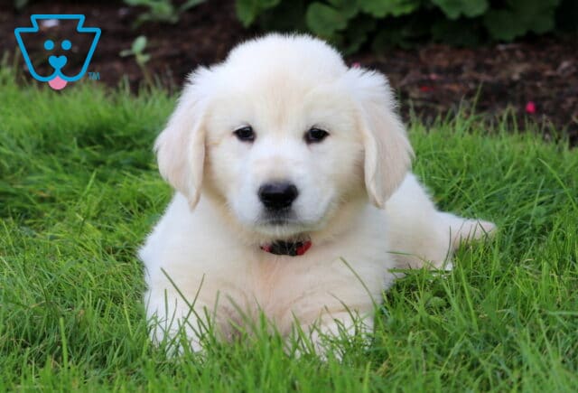 Bella English Cream Golden2 image