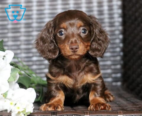 Bella Mini Dachshund