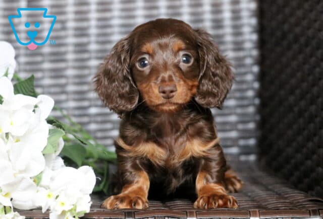 Bella Mini Dachshund image