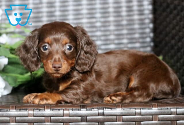 Bella Mini Dachshund2 image