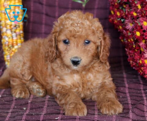 Bella Mini Labradoodle