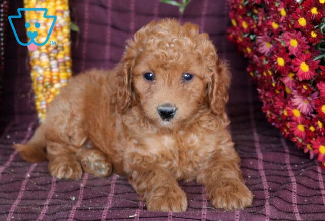 Bella Mini Labradoodle image