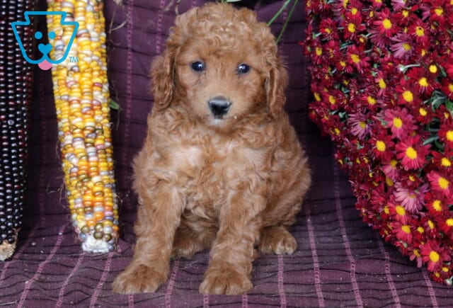 Bella Mini Labradoodle2 image
