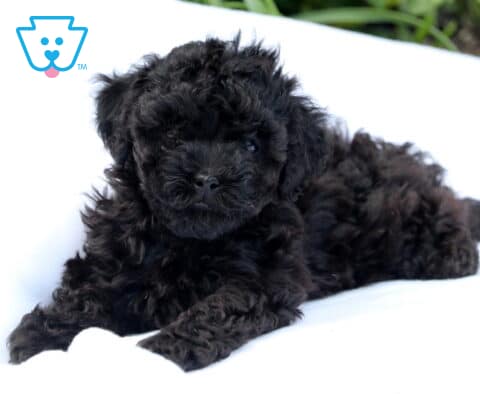 Belle Mini Poodle
