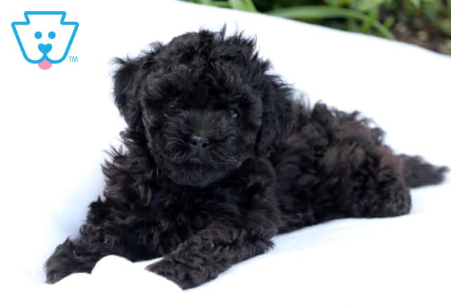 Belle Mini Poodle image