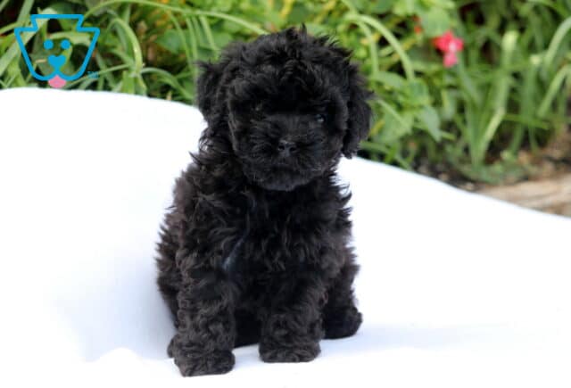 Belle Mini Poodle2 image