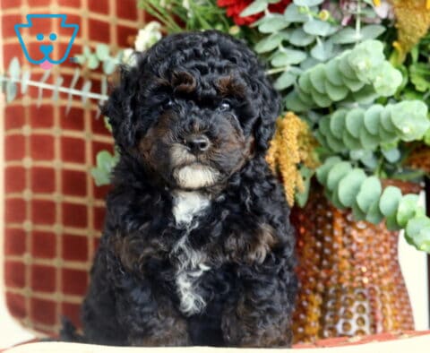 Benny Cavapoo