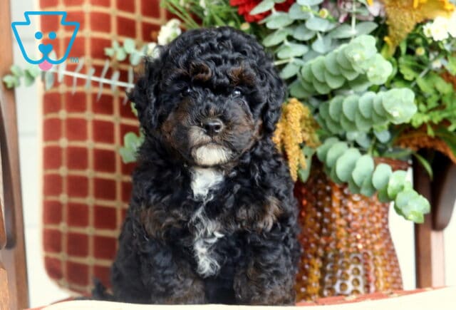 Benny Cavapoo image