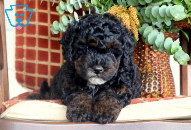 Benny Cavapoo2 image