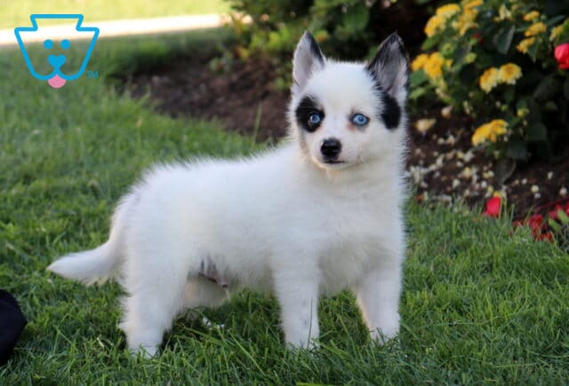 Benny Pomsky image