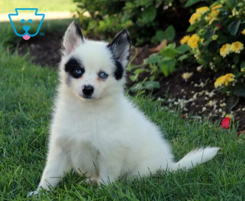 Benny Pomsky2