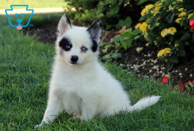 Benny Pomsky2 image