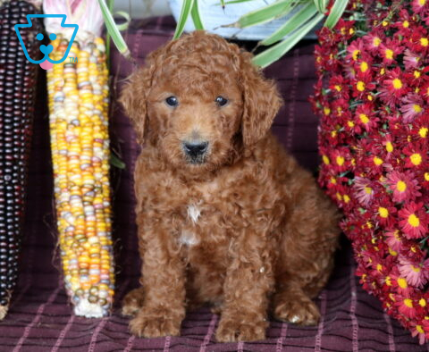 Benson Mini Labradoodle