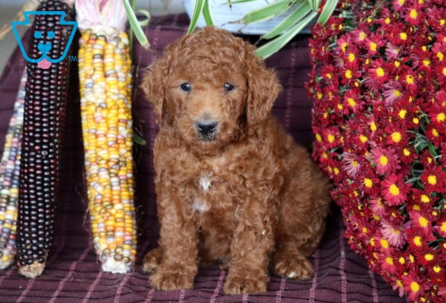 Benson Mini Labradoodle image