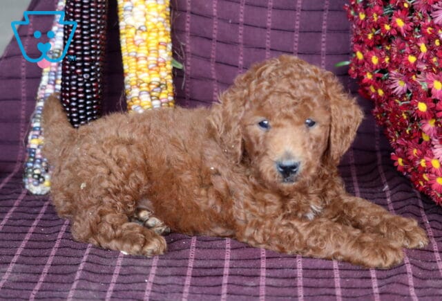 Benson Mini Labradoodle23 image
