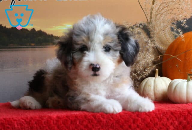 Biggie Mini Bernedoodle image