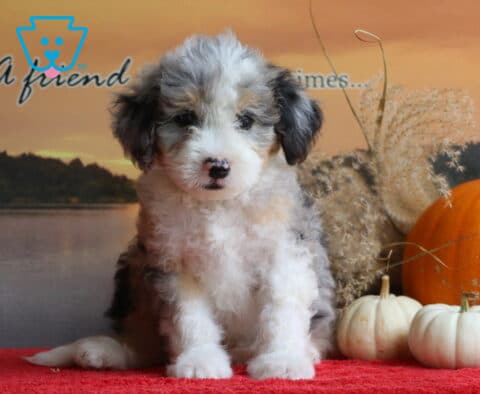 Biggie Mini Bernedoodle2