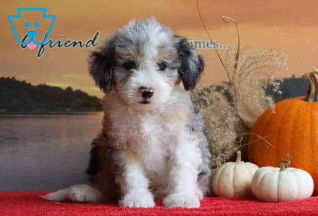 Biggie Mini Bernedoodle2 image