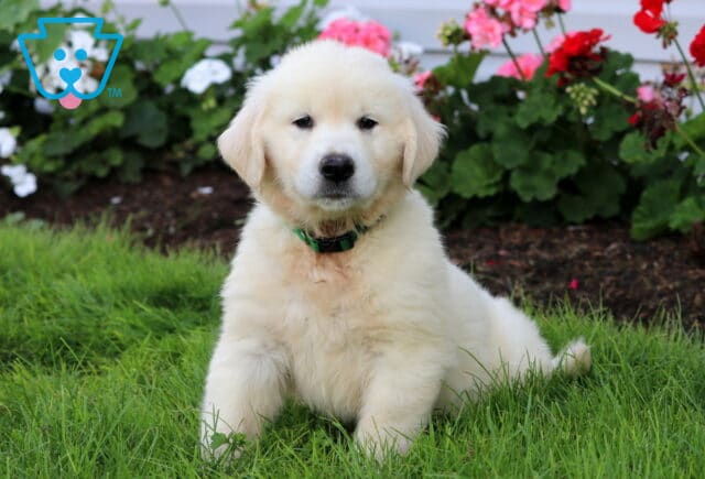 Billy English Cream Golden image