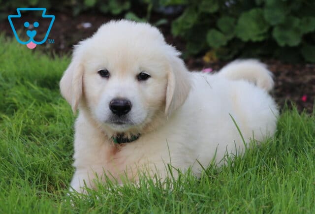 Billy English Cream Golden2 image